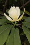 Mountain magnolia